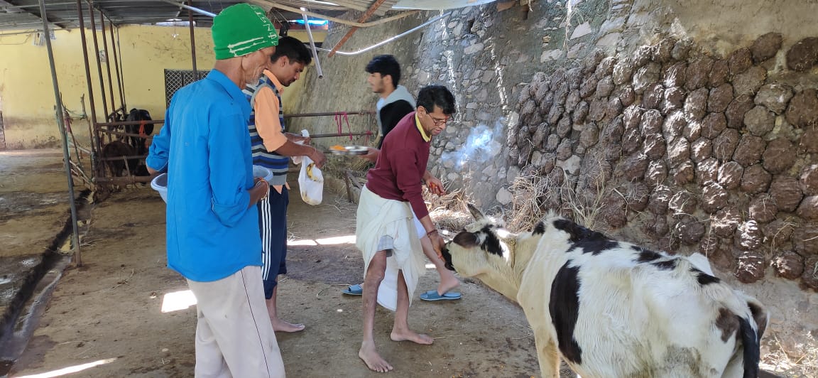 Cowshed-repairing-by-samoon-foundation