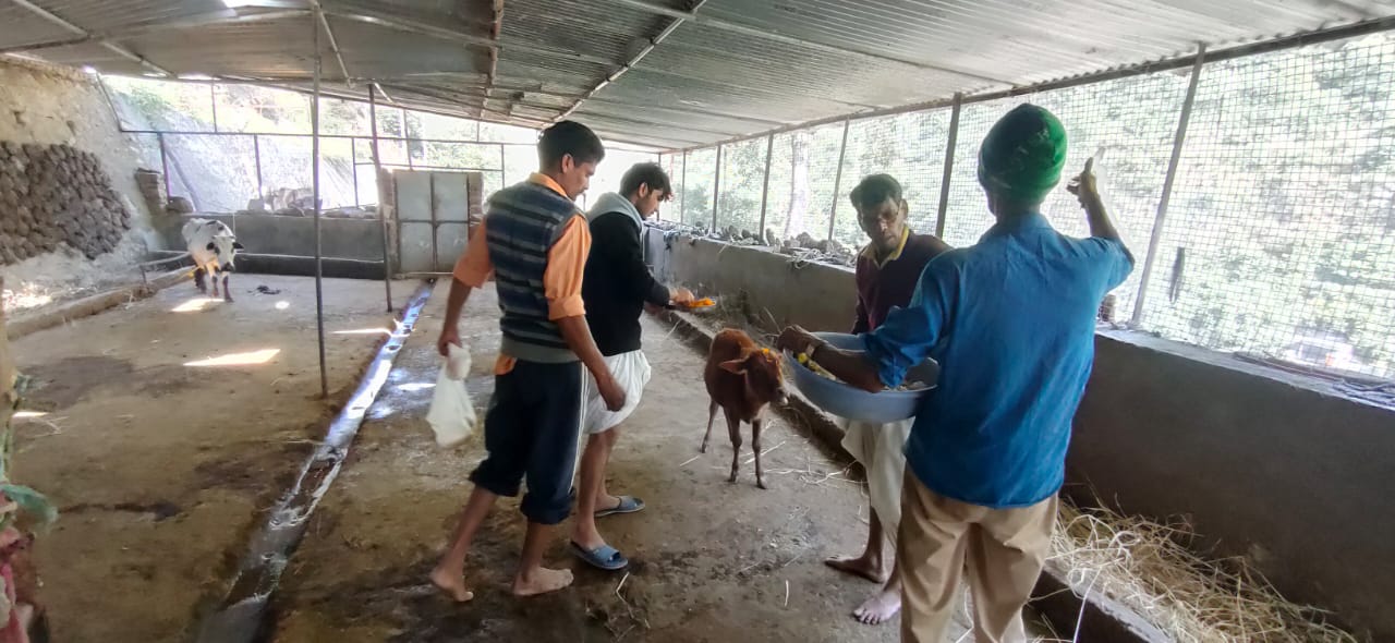 Cowshed-repairing-by-samoon-foundation