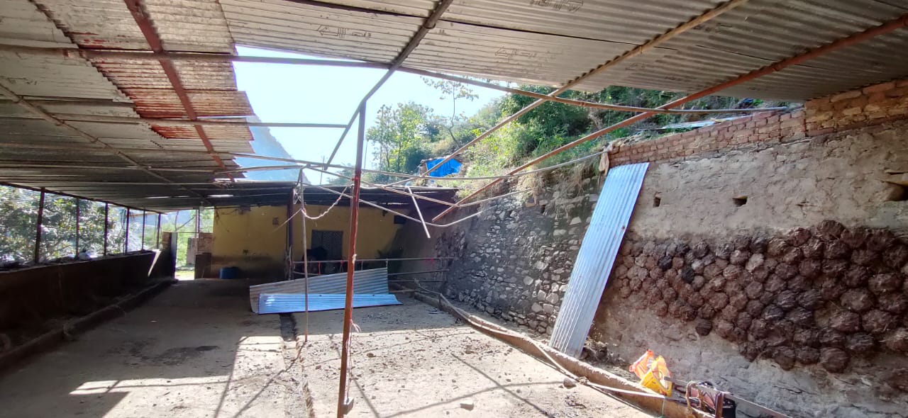 Cowshed-repairing-by-samoon-foundation